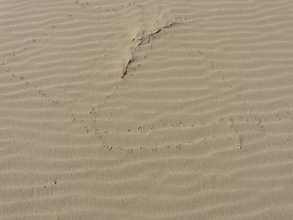 Tracce di fratino sulla spiaggia